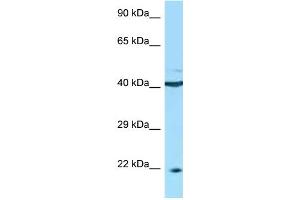 WB Suggested Anti-TNFRSF13C Antibody Titration: 1.