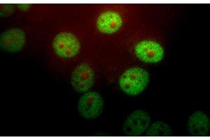 HeLa cells stained with PIN1 antibody (1:1,000 dilution, green) and monoclonal to fibrillarin, 38F3 (red). (PIN1 antibody)