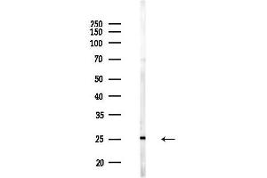 anti-Cell Division Cycle 26 Homolog (CDC26) (Internal Region) antibody