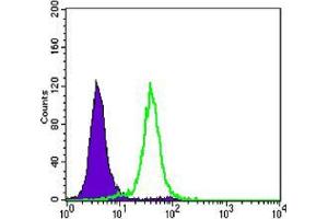 Flow cytometric analysis of Hela cells using CCNB1 mouse mAb (green) and negative control (purple). (Cyclin B1 antibody)