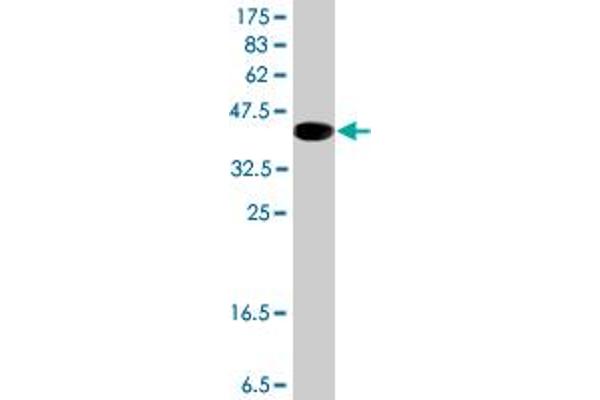 CDSE1 antibody  (AA 670-765)