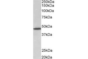 ABIN870698 (1µg/ml) staining of Rat Brain lysate (35µg protein in RIPA buffer). (GPR83 antibody  (AA 59-71))