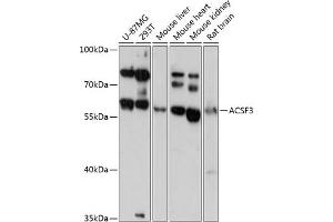 Western blot analysis of extracts of various cell lines, using  antibody (ABIN6131462, ABIN6136454, ABIN6136455 and ABIN6217879) at 1:3000 dilution. (ACSF3 antibody  (AA 270-450))