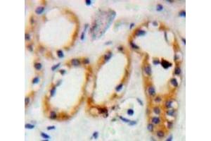 #VALUE! (PRNP antibody  (AA 23-230))