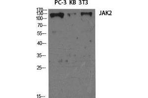 Western Blot (WB) analysis of specific cells using JAK2 Polyclonal Antibody. (JAK2 antibody  (Ser64))