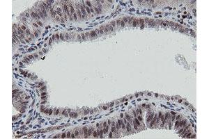 Image no. 2 for anti-Mitochondrial Intermediate Peptidase (MIPEP) (AA 174-516) antibody (ABIN1491016) (MIPEP antibody  (AA 174-516))