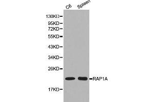 Western blot analysis of C6 cell and spleen cell lysate using RAP1A antibody. (RAP1A antibody  (AA 50-150))