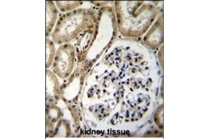 BRUNOL6 Antibody (N-term) (ABIN655660 and ABIN2845132) immunohistochemistry analysis in formalin fixed and paraffin embedded human kidney tissue followed by peroxidase conjugation of the secondary antibody and DAB staining. (CELF6 antibody  (N-Term))