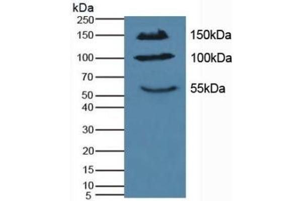 IL17RA antibody  (AA 590-848)