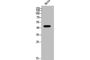 Western Blot analysis of HeLa cells using Phospho-Casein Kinase IIα (Y255) Polyclonal Antibody (CSNK2A1/CK II alpha antibody  (pTyr255))