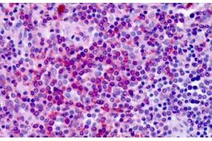 Anti-GPR30 antibody IHC staining of human spleen. (GPER antibody  (Extracellular Domain))