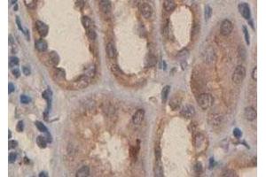 Immunohistochemical staining of formalin-fixed paraffin-embedded human fetal kidney tissue with PDGFC polyclonal antibody  at 1 : 100 dilution. (PDGFC antibody  (C-Term))