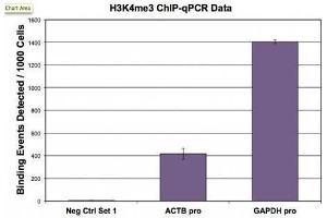 Histone H3 trimethyl Lys4 antibody (pAb) tested by ChIP. (Histone 3 antibody  (H3K4me3))