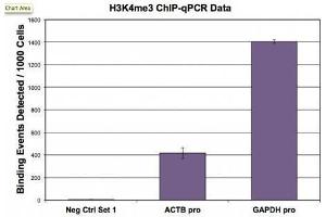 Histone H3 trimethyl Lys4 antibody (pAb) tested by ChIP.