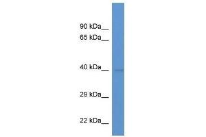 Western Blot showing Endogl1 antibody used at a concentration of 1. (EXOG antibody  (N-Term))