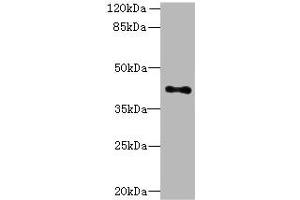 Western blot All lanes: HTR1E antibody at 3. (Serotonin Receptor 1E antibody  (AA 203-291))