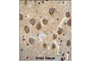 PCDHB3 Antibody (N-term) (ABIN656093 and ABIN2845436) immunohistochemistry analysis in formalin fixed and paraffin embedded human brain tissue followed by peroxidase conjugation of the secondary antibody and DAB staining. (PCDHB3 antibody  (N-Term))