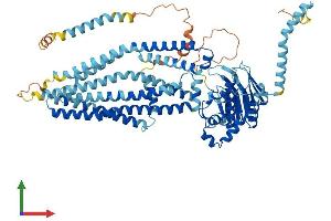 AlphaFold protein structure predicition of Mouse Recombinant Abcd2 Protein, UniprotID Q61285 (CCL17 Protein (AA 1-741) (His tag))