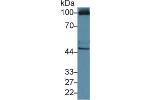 Western Blot; Sample: Human HepG2 cell lysate; Primary Ab: 3µg/ml Rabbit Anti-Mouse RAGE Antibody Second Ab: 0. (MOK antibody  (AA 2-228))