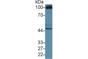Western Blot; Sample: Human HepG2 cell lysate; Primary Ab: 3µg/ml Rabbit Anti-Mouse RAGE Antibody Second Ab: 0. (MOK antibody  (AA 2-228))
