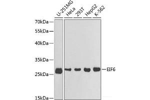 Western blot analysis of extracts of various cell lines using EIF6 Polyclonal Antibody at dilution of 1:1000. (EIF6 antibody)