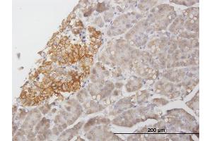 Immunoperoxidase of purified MaxPab antibody to STX1A on formalin-fixed paraffin-embedded human pancreas. (STX1A antibody  (AA 1-251))