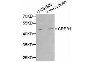 Western blot analysis of extracts of various cell lines, using CREB1 antibody. (CREB1 antibody)