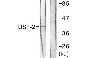 Western blot analysis of extracts from HeLa cells, using USF2 antibody.
