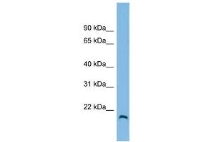 WB Suggested Anti-HFE2 Antibody Titration: 0. (HFE2 antibody  (N-Term))