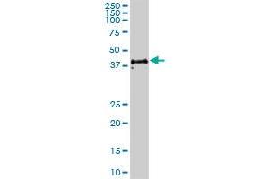 CD48 MaxPab polyclonal antibody. (CD48 antibody  (AA 1-243))