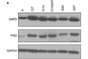 Western Blotting (WB) image for anti-Phosphogluconate Dehydrogenase (PGD) antibody (ABIN2855133)