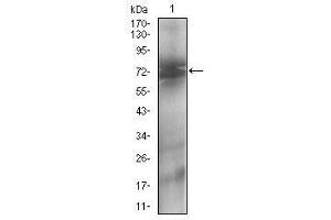 Western blot analysis using NT5E mouse mAb against A431 (1) cell lysate.