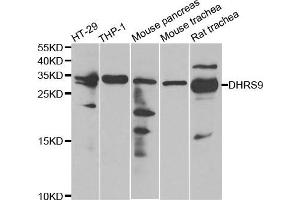 Western Blotting (WB) image for anti-Dehydrogenase/reductase (SDR Family) Member 9 (DHRS9) antibody (ABIN1980340) (DHRS9 antibody)