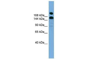 UGCGL1 antibody used at 1 ug/ml to detect target protein. (UGGT1 antibody  (Middle Region))
