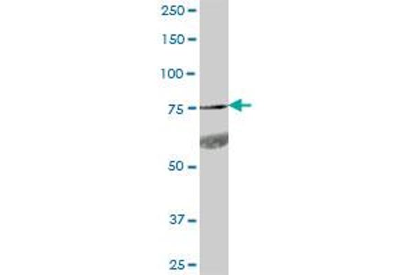 GPR56 antibody  (AA 1-693)