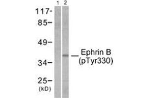 Western blot analysis of extracts from 293 cells treated with TNF-a 20ng/ml 30', using EFNB1/2 (Phospho-Tyr330) Antibody. (EFNB1/2 (AA 284-333), (pTyr330) antibody)