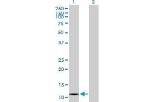 Western Blot analysis of VPREB3 expression in transfected 293T cell line by VPREB3 MaxPab polyclonal antibody. (VPREB3 antibody  (AA 1-123))