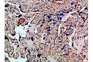 Immunohistochemical analysis of paraffin-embedded Human-placenta, antibody was diluted at 1:100 (CXCR1 antibody  (AA 1-50))