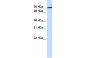 Image no. 1 for anti-DNA Cross-Link Repair 1C (DCLRE1C) (N-Term) antibody (ABIN6741095) (DCLRE1C antibody  (N-Term))