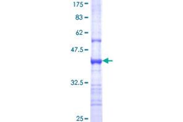 CHRNE Protein (AA 21-130) (GST tag)