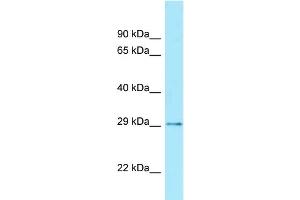WB Suggested Anti-CDX2 Antibody Titration: 0. (CDX2 antibody  (Middle Region))