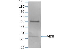 Image no. 1 for anti-Tumor Necrosis Factor (Ligand) Superfamily, Member 15 (TNFSF15) antibody (ABIN3071878) (TNFSF15 antibody)