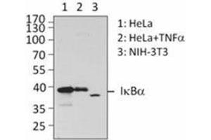 Western Blotting (WB) image for anti-IB-alpha antibody (ABIN2665062) (IB-alpha antibody)