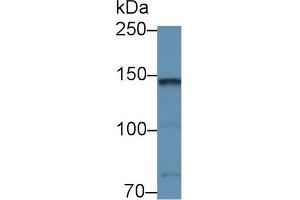Western blot analysis of Mouse Cerebellum lysate, using Rabbit Anti-Mouse CNTN2 Antibody (1 µg/ml) and HRP-conjugated Goat Anti-Rabbit antibody (abx400043, 0. (CNTN2 antibody  (AA 802-1008))