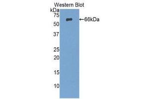 Western Blotting (WB) image for anti-Protease, serine, 8 (PRSS8) (AA 30-339) antibody (ABIN1860328) (PRSS8 antibody  (AA 30-339))