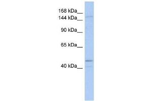 SKIV2L antibody used at 1 ug/ml to detect target protein. (SKIV2L antibody)
