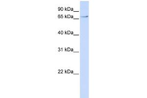 WB Suggested Anti-TCF7L2 Antibody Titration:  0. (TCF7L2 antibody  (N-Term))
