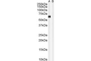 ABIN185131 (0. (SNTA1 antibody  (N-Term))