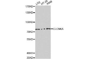 Western blot analysis of extracts of various cell lines, using CLCNKA Antibody. (CLCNKA antibody  (AA 470-644))