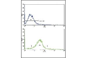 Flow cytometric analysis of hela cells using EDA Antibody (N-term)(bottom histogram) compared to a negative control cell (top histogram). (Ectodysplasin A antibody  (N-Term))